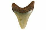 Fossil Megalodon Tooth - North Carolina #160499-1